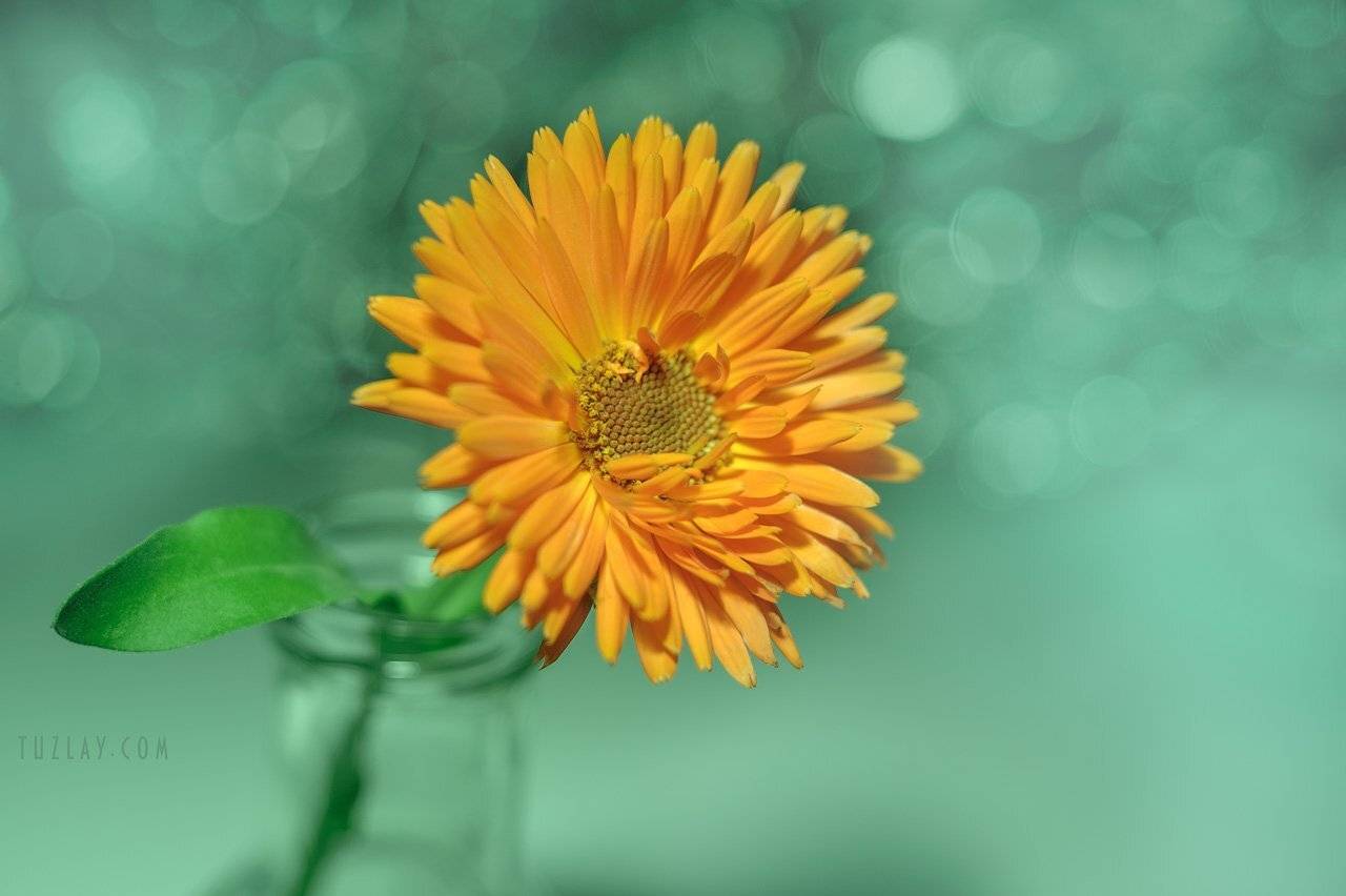 цветок, боке, Владимир Тузлай