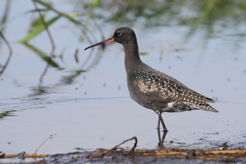 Исследующий отмель. Щеголь в пойме р.Припять фото превью