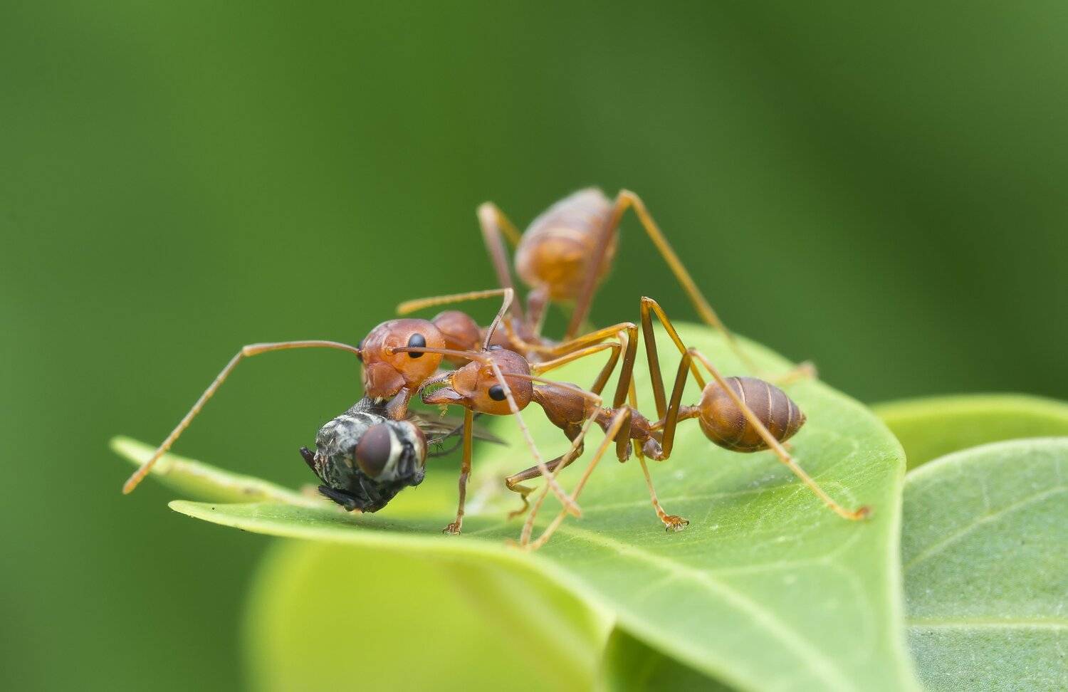 #macro#ant#colors, Choo How Lim