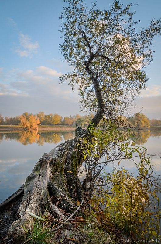 дерево, осень, утро, штиль, отражения S фото превью