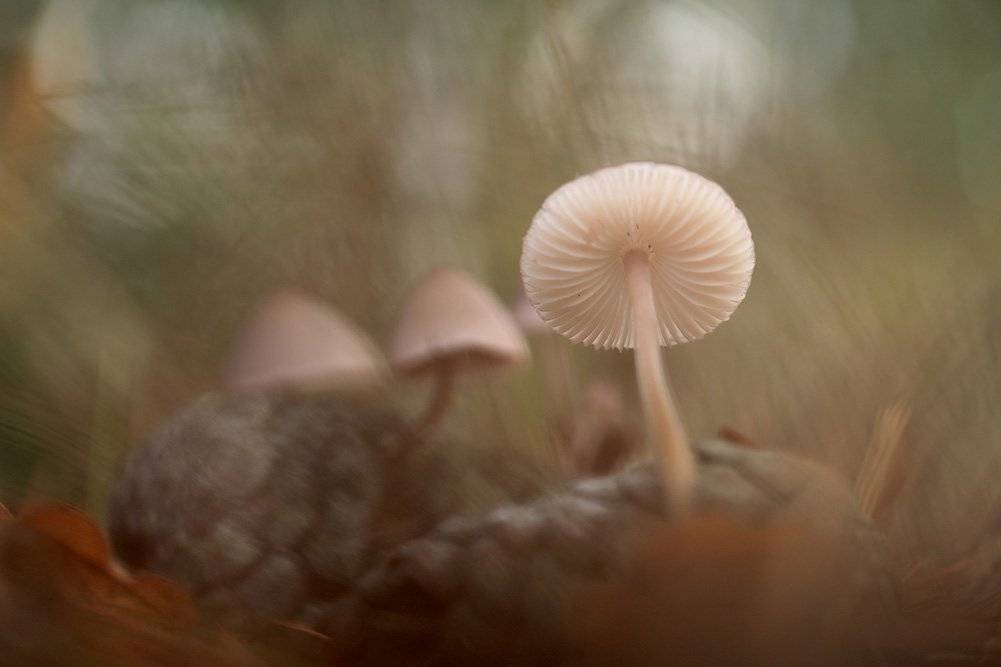 , Иваненко Светлана