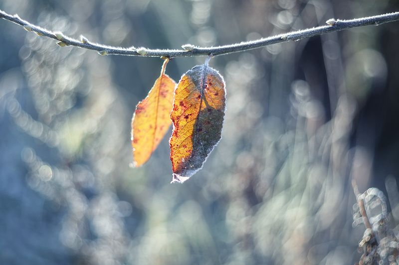 Листья фото превью