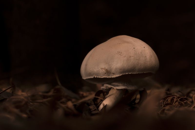 mushroom, nature, close up, macro, natural, small, leaves Open season фото превью