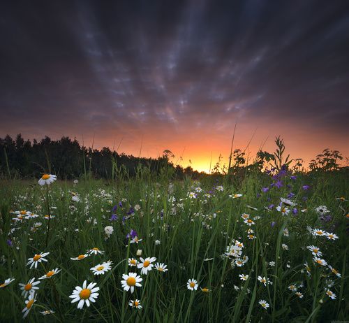 / Ромашковый рассвет 2 / 