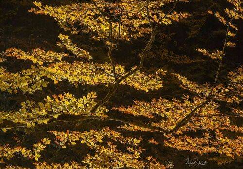 Autumn light