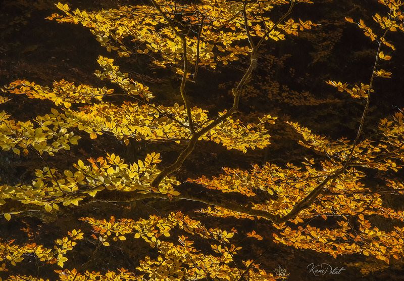 Autumn light