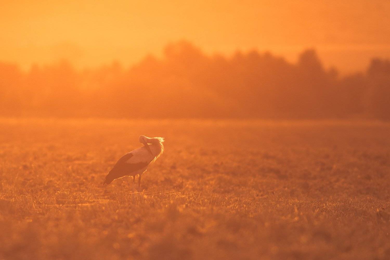 , Desislava Todorova