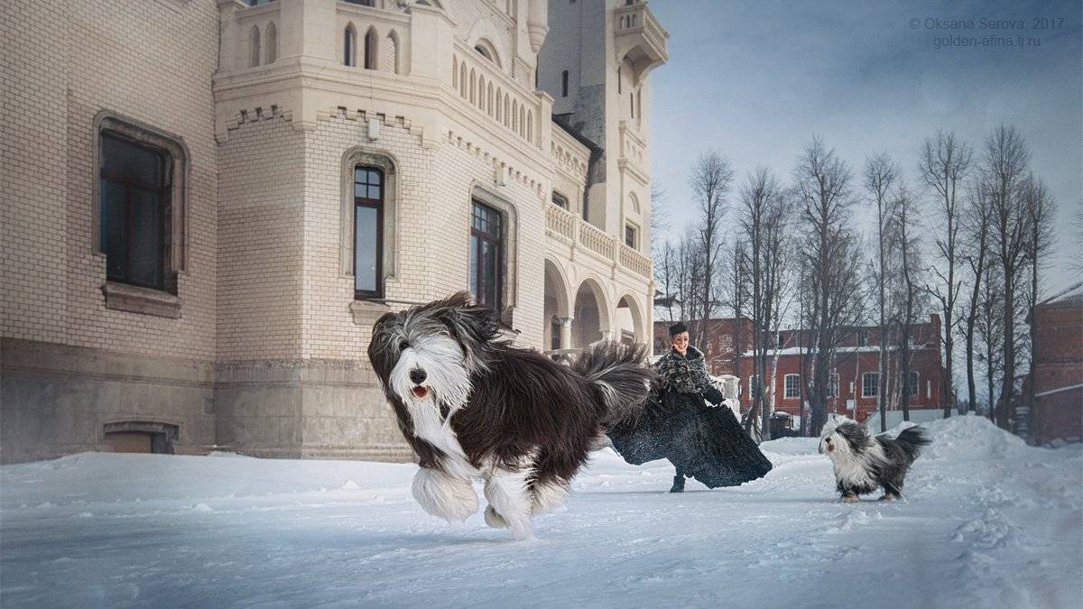 девушка, замок, собака, бег, движение, спорт, ветер, зима, снег, наперегонки, Оксана Серова