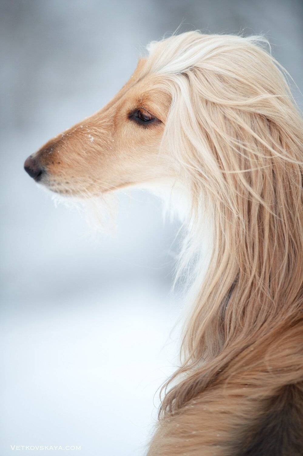 афганская борзая, собака, зима, изгиб, Анастасия Ветковская