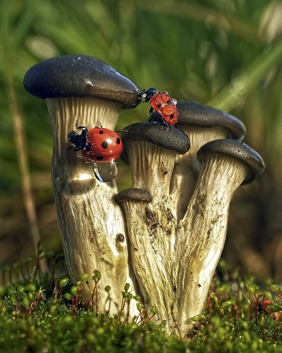 макро,божья коровка,капли, Гарик Соколов