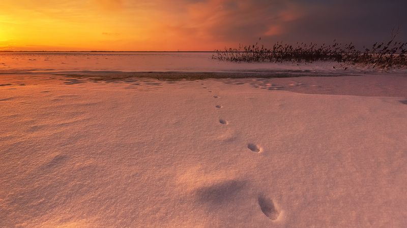 закат, пейзаж, водохранилище, Рыбинск, следы, снег, тростник, небо По следам  фото превью