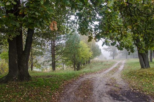 Лесная тропа