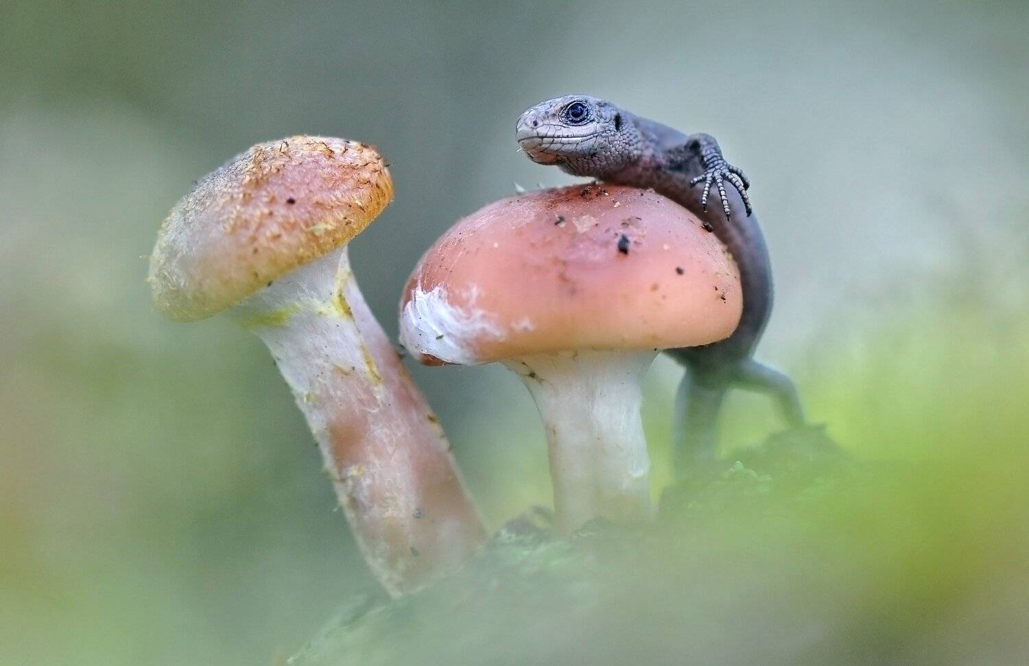 , Макеев Алексей