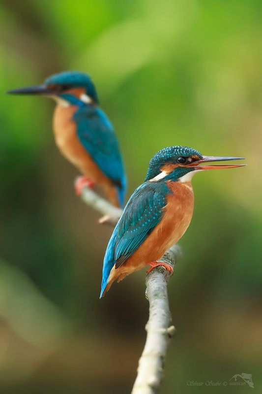 Alcedo atthis фото превью