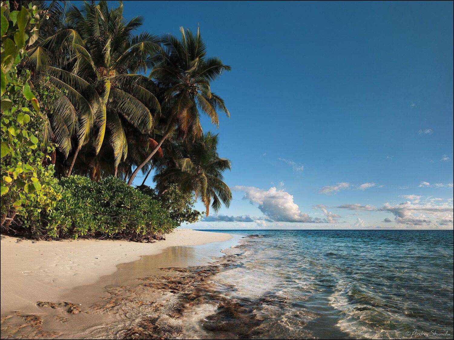 , Андрей Шумилин