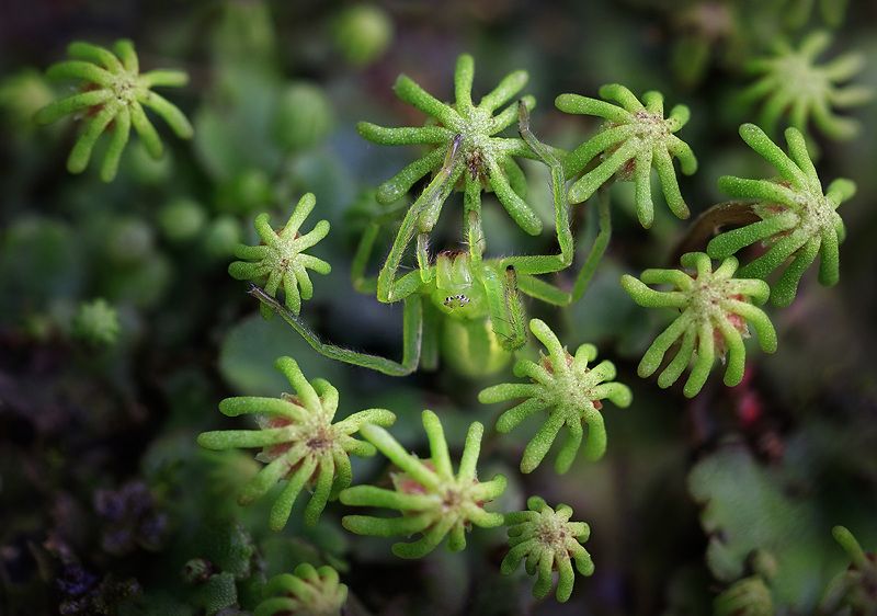 Чунга-чанга. Вид сверху. фото превью