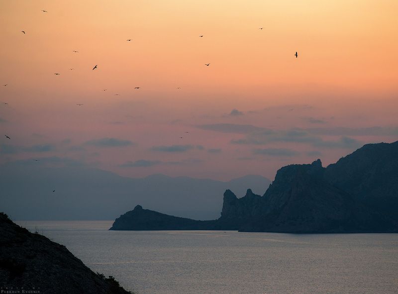 Дельфин вечер Крым Судак Птицы закат Вечерний \