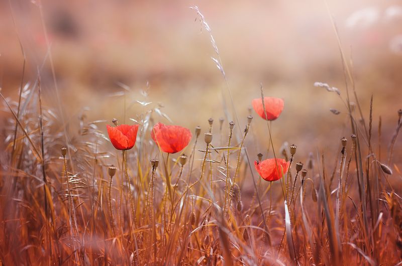 маки,цветок,цветы, природа, поле,чешская республика,nikon d7000,zanfoar,papaver rhoeas,чехия красные красавицы фото превью