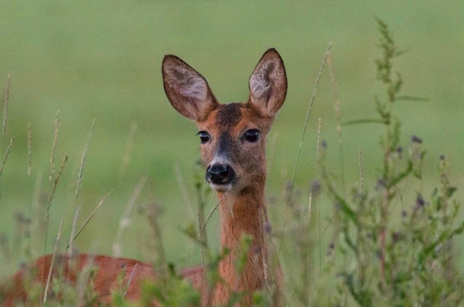 косуля,дикие животные,, Владимир Пакалевич