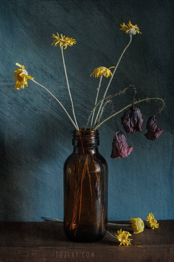 засохшие цветы, засохшие маки, цветы в бутыльке, Владимир Тузлай