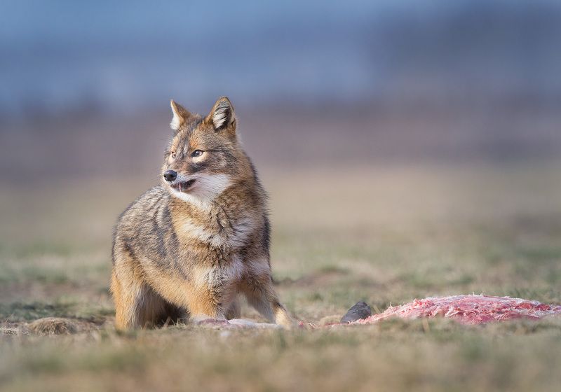 Canis aureus фото превью