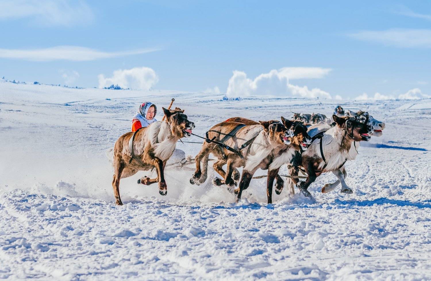 ямал , олени, природа, салехард , гонки, ямал , народы севера,, Настя Братка