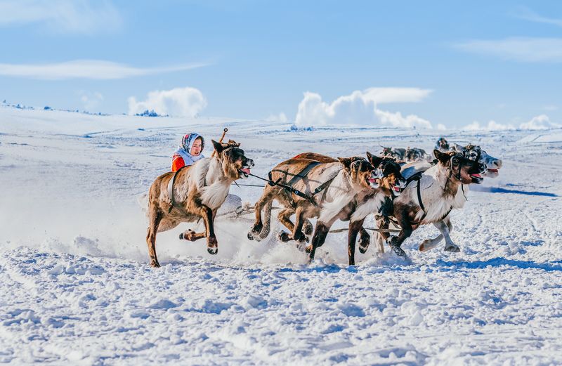 ямал , олени, природа, салехард , гонки, ямал , народы севера, \