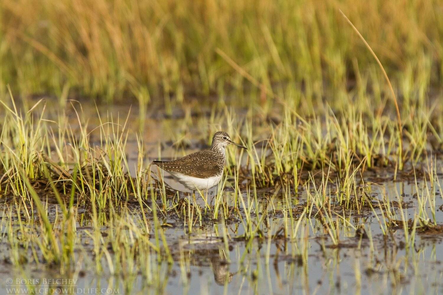 , Борис Белчев