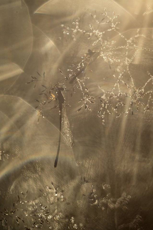 , Иваненко Светлана