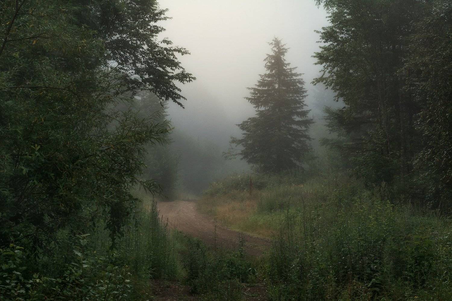 , Шинкарева Елена