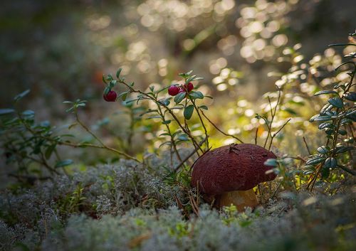 про грибочки :-) :-) :-)