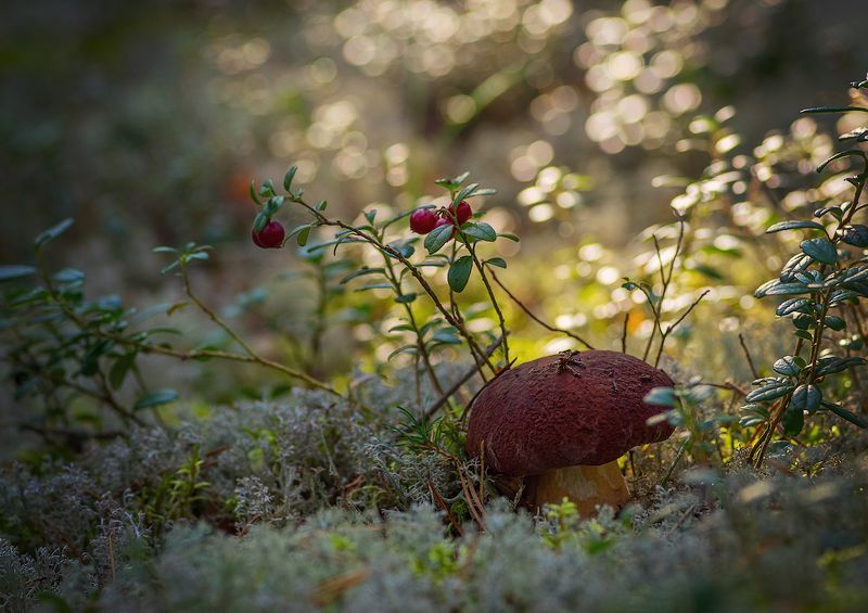 про грибочки :-) :-) :-) фото превью