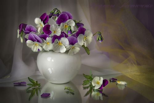 Нежные виолы.