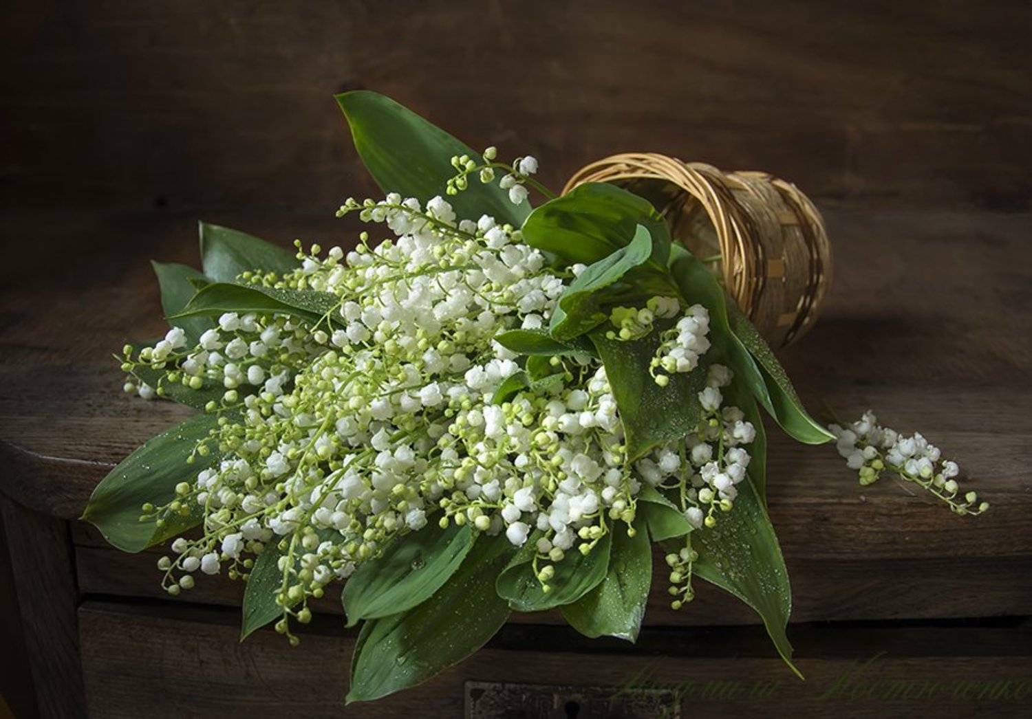 красивый натюрморт с ландышами,весенние цветы,букет,художественное фото,искусство,творчество., Людмила Костюченко