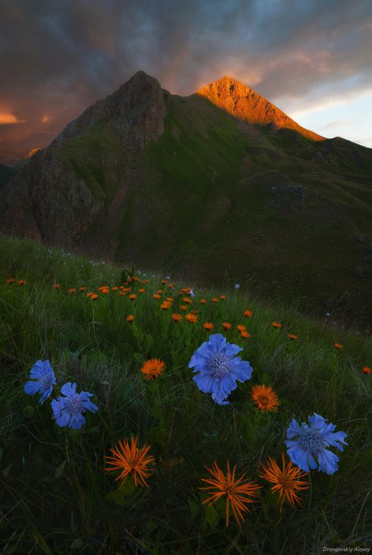 очарование «альпики» Приэльбрусья фото превью