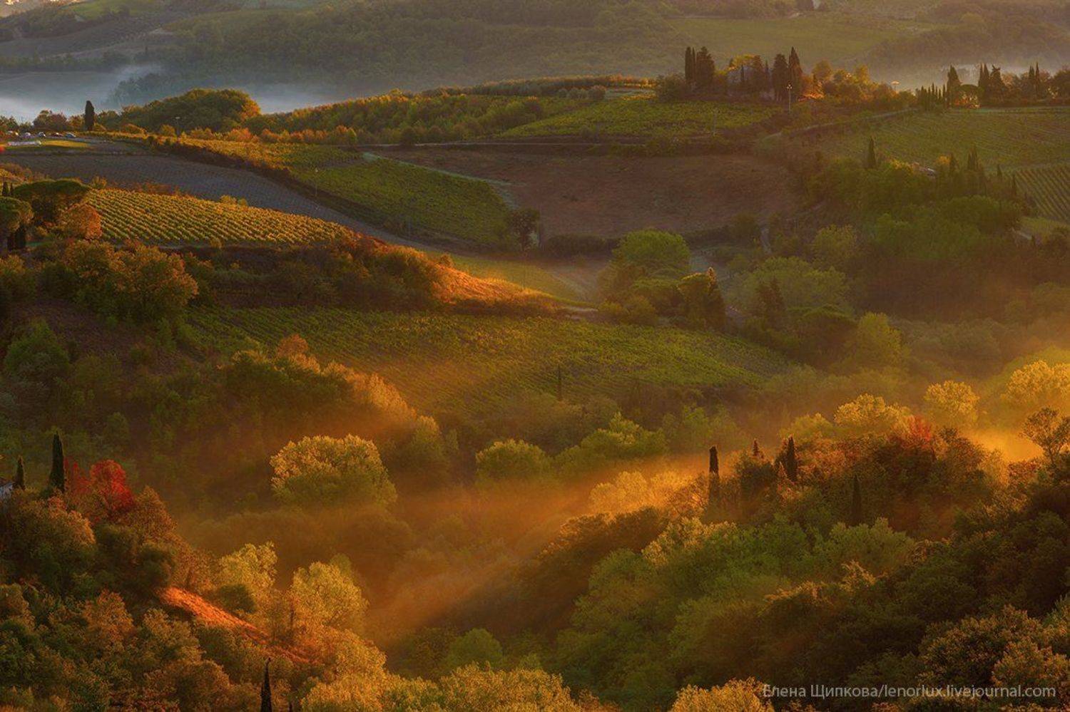 , Щипкова Елена