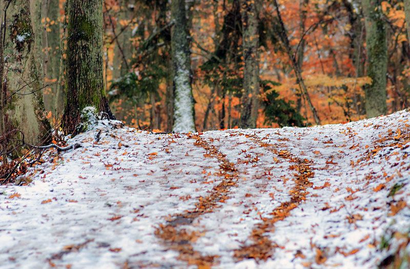 autumn, forest, winter Autumn is over... фото превью