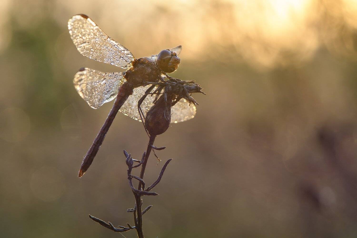 , Кузнецов Дмитрий