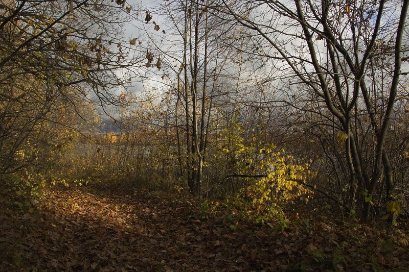 Пейзаж,золотая осень река  фото превью