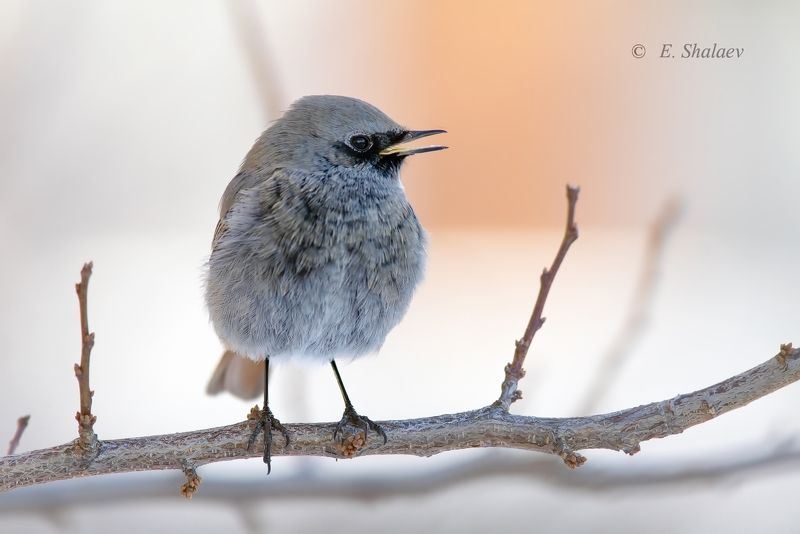 горихвостка-чернушка,birds,black redstart,phoenicurus ochruros,птица,фотоохота Горихвостка-чернушка фото превью