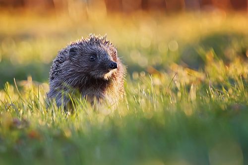 В вечернем свете