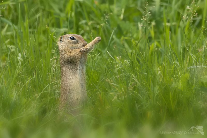 sysel фото превью