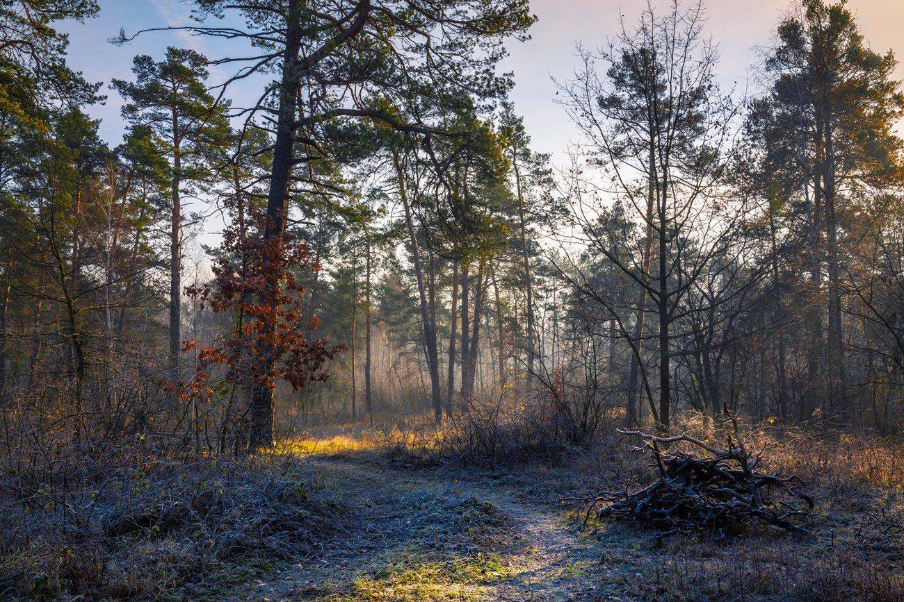 лес, осень, ноябрь, рассвет, солнце, туман, изморозь, Галанзовская Оксана