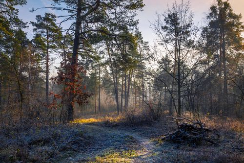 Первые заморозки