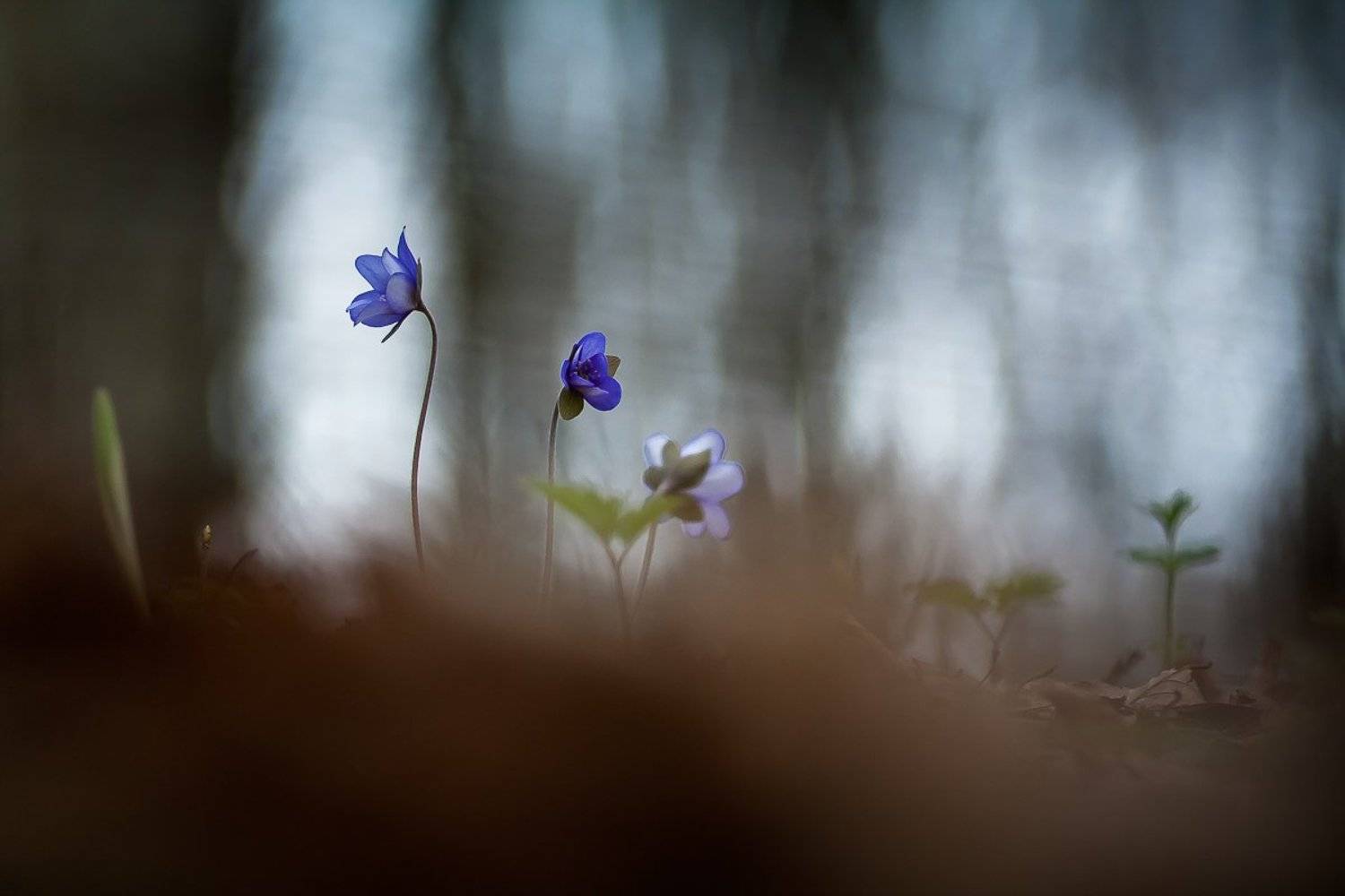 flowers, spring, Gabriel Prescornita