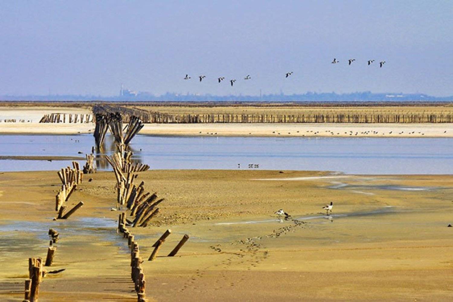 утки,озеро,лето,столбы.соленое озеро, Zadorina Svetlana