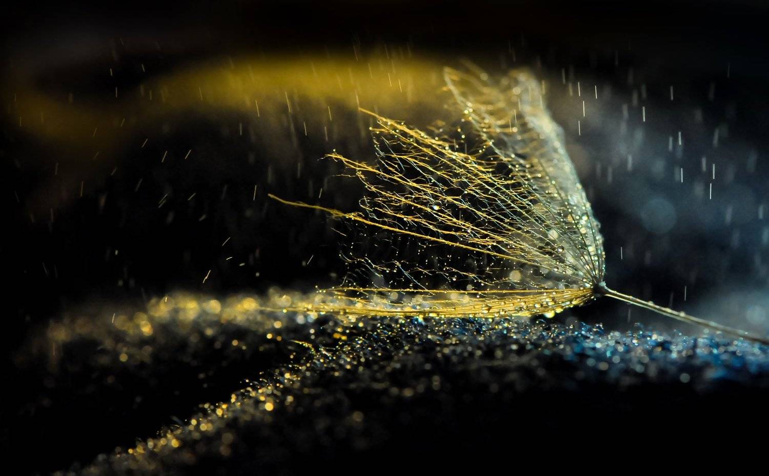 , Ивелина Благоева