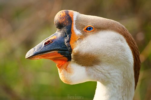 Китайский гусь (Anser cygnoides domesticus)