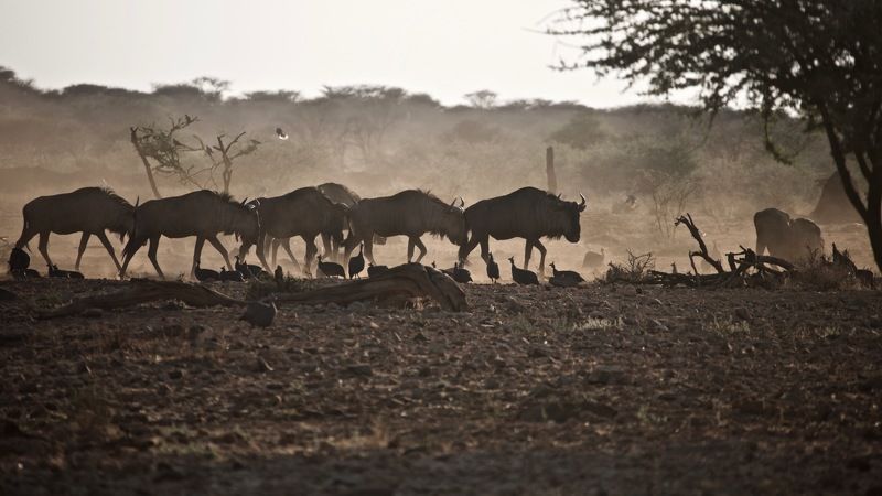 африканское утро фото превью