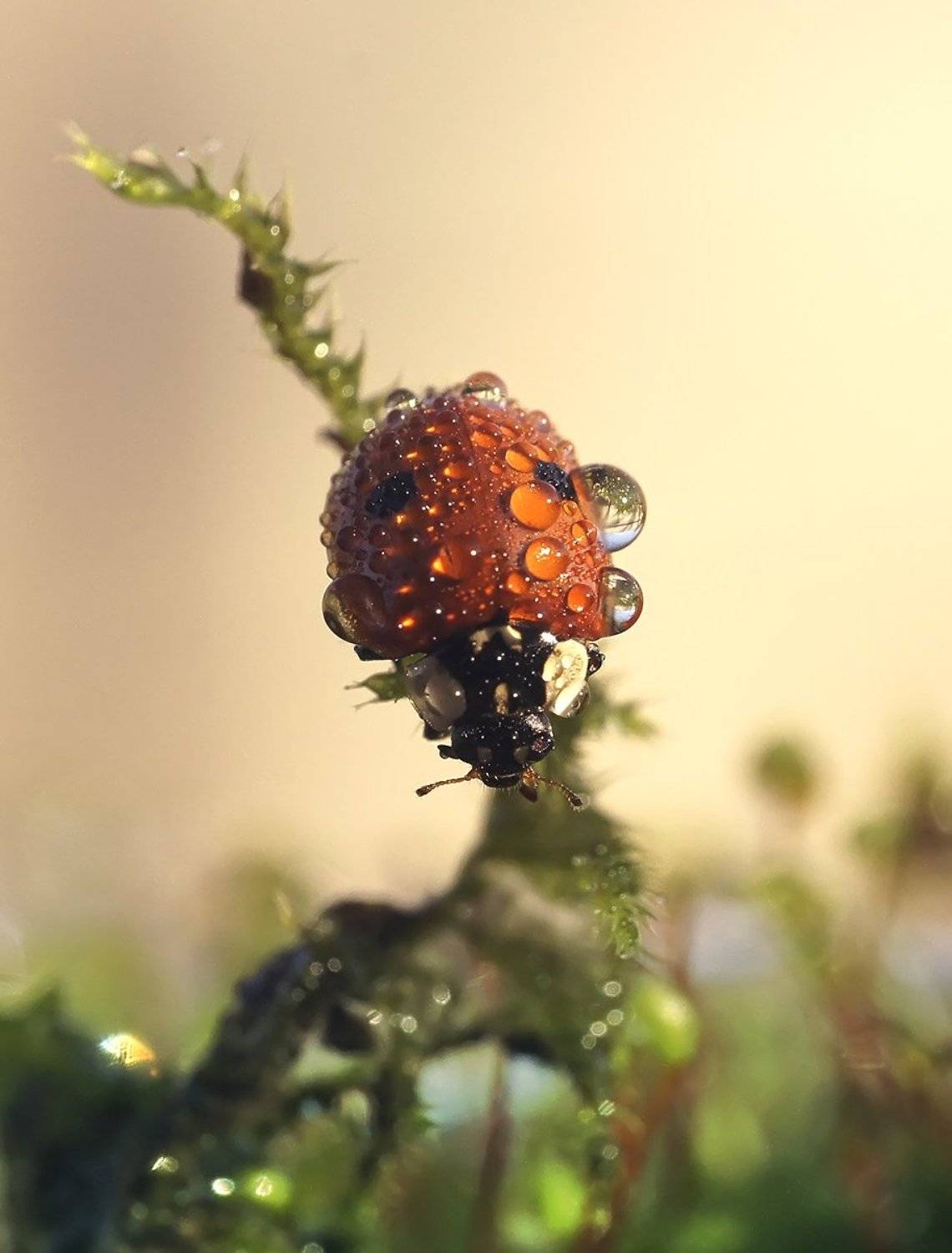 макро,божья коровка,капли, Гарик Соколов
